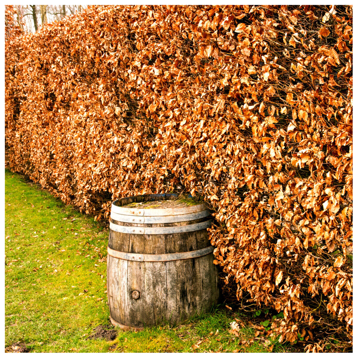 10 Green Beech Hedging Plants 2-3ft Fagus Sylvatica Trees,Brown Winter Leaves