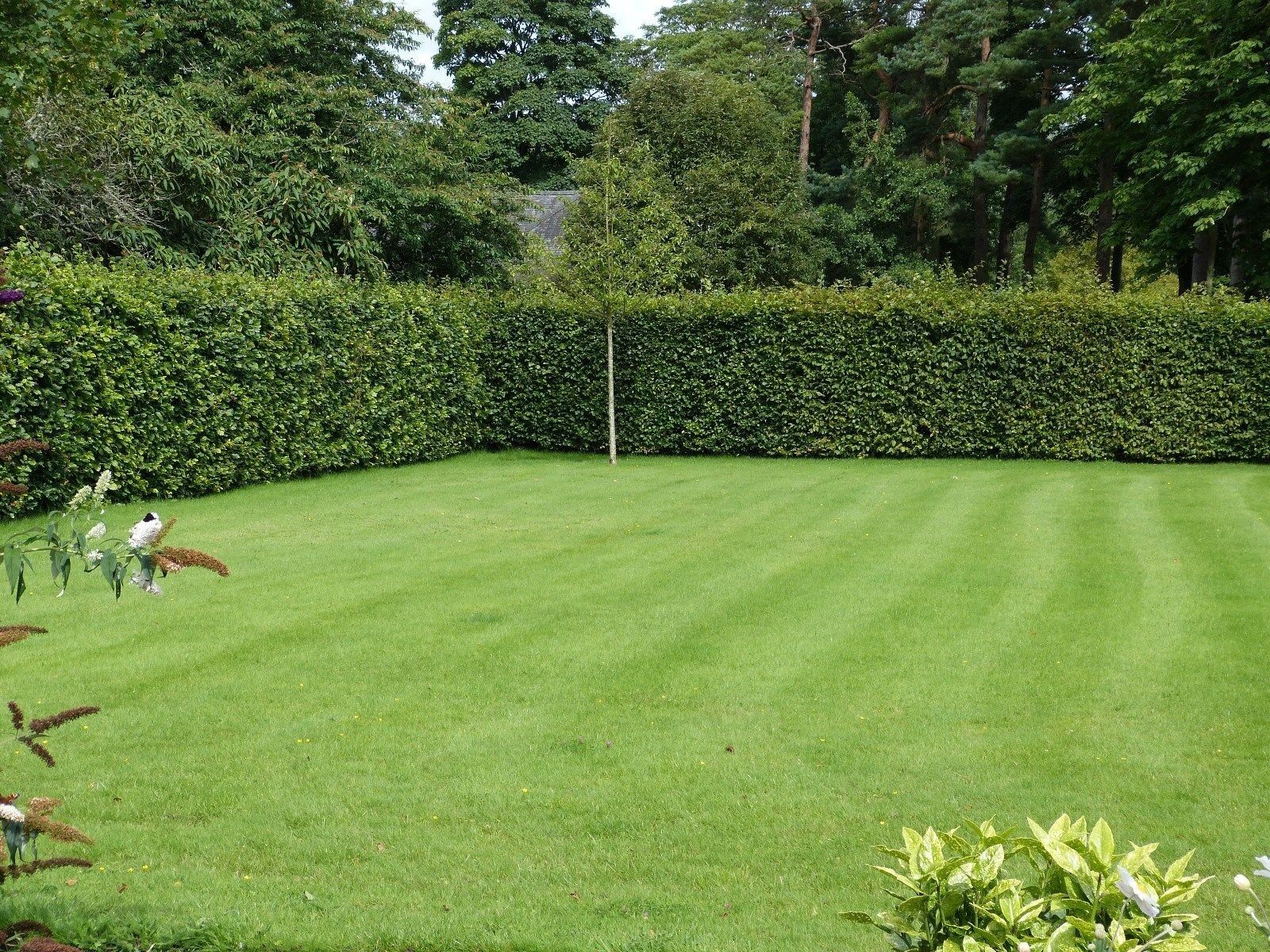 10 Green Beech Hedging Plants 2-3ft Fagus Sylvatica Trees,Brown Winter Leaves