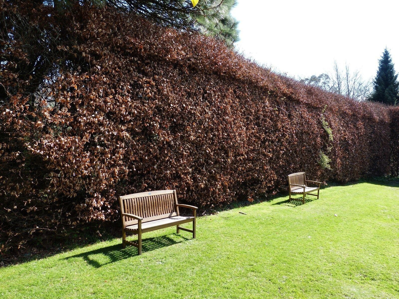 10 Green Beech Hedging Plants 2-3ft Fagus Sylvatica Trees,Brown Winter Leaves