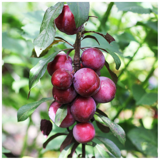 Big Juicy Victoria Plum Tree, 4-5ft Tall, Sweet Juicy and Tasty, Ready to Fruit