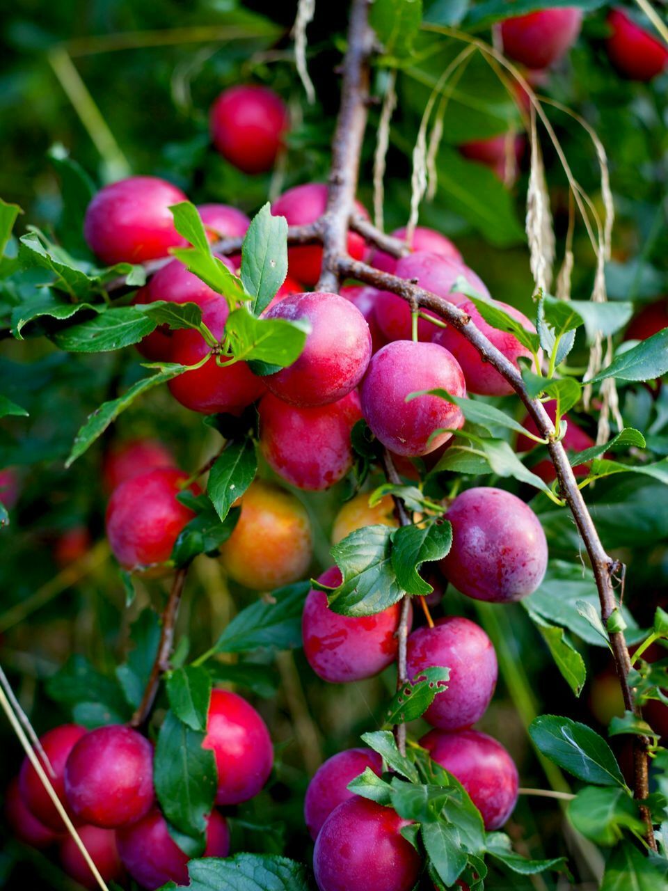 Big Juicy Victoria Plum Tree, 4-5ft Tall, Sweet Juicy and Tasty, Ready to Fruit