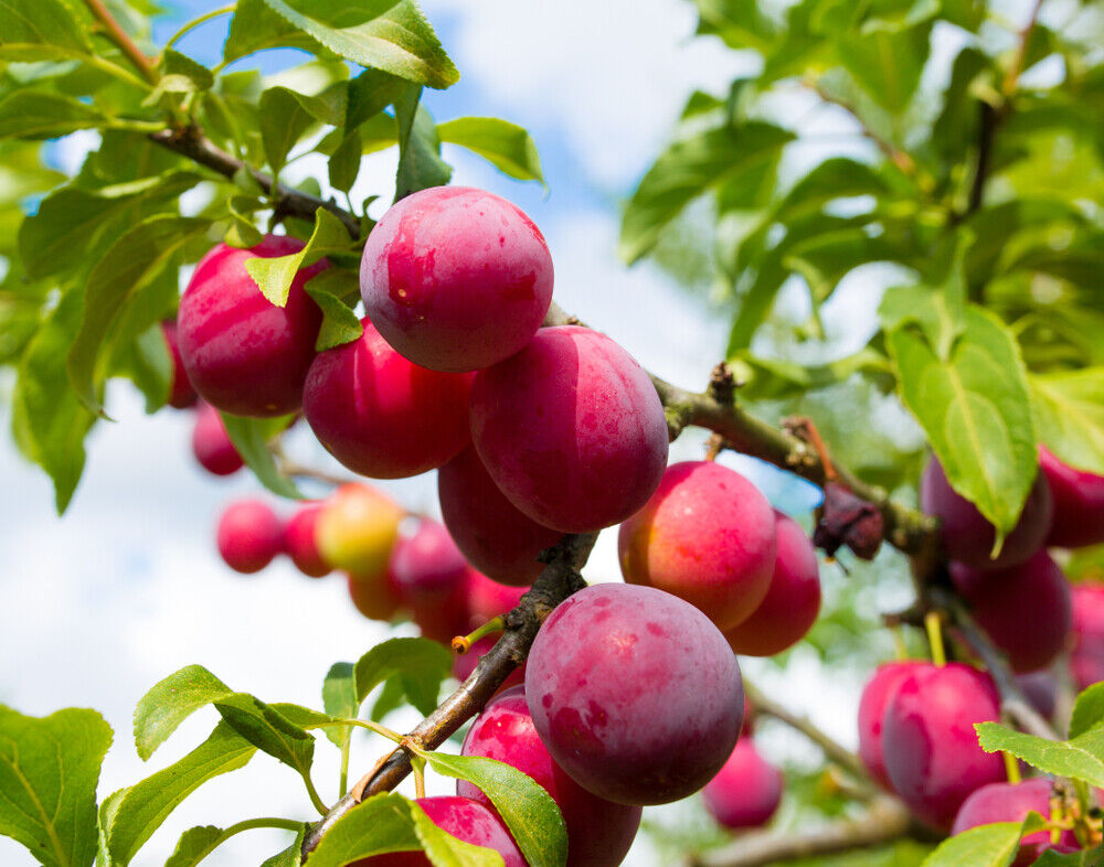 Big Juicy Victoria Plum Tree, 4-5ft Tall, Sweet Juicy and Tasty, Ready to Fruit