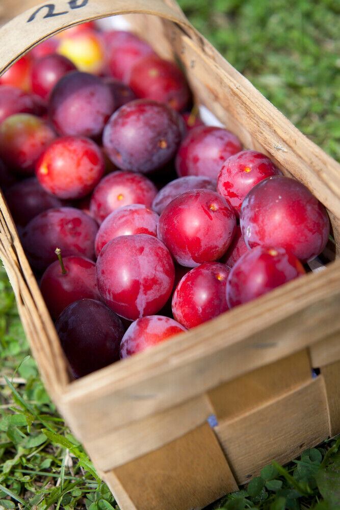 Big Juicy Victoria Plum Tree, 4-5ft Tall, Sweet Juicy and Tasty, Ready to Fruit