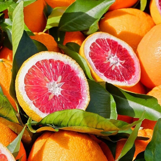 Blood Orange Citrus Fruit Tree Established 1m Plant in a 6L Pot, Grow Your Own