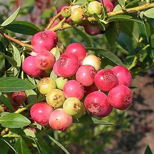 Blueberry Pink Lemonade Plant - Vaccinium 9cm Pot Ready to Plant