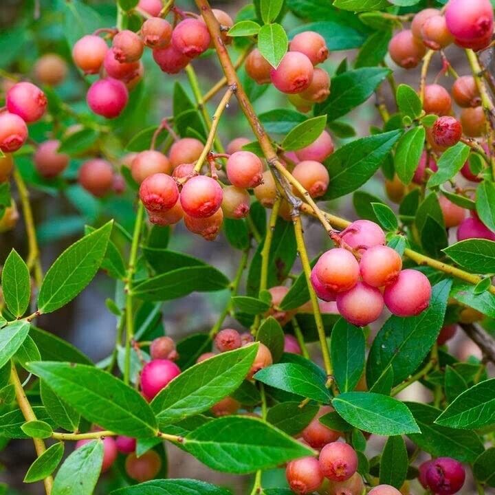 Blueberry Pink Lemonade Plant - Vaccinium 9cm Pot Ready to Plant