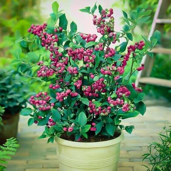 Blueberry Pink Lemonade Plant - Vaccinium 9cm Pot Ready to Plant