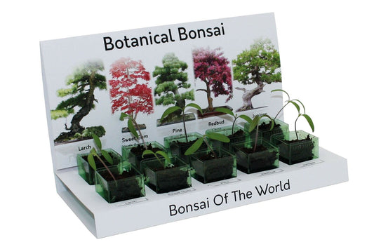 Eco Bonsai Tree Grow Your Own Kit Includes Everything to Grow - 5 Varieties