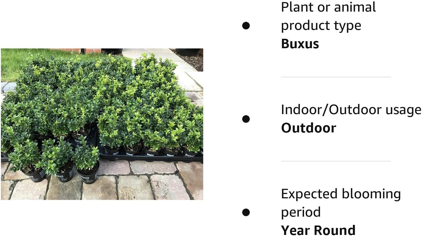 50 x Buxus Sempervirens (Box Hedging) Evergreen 15-25cm in 9cm Pot