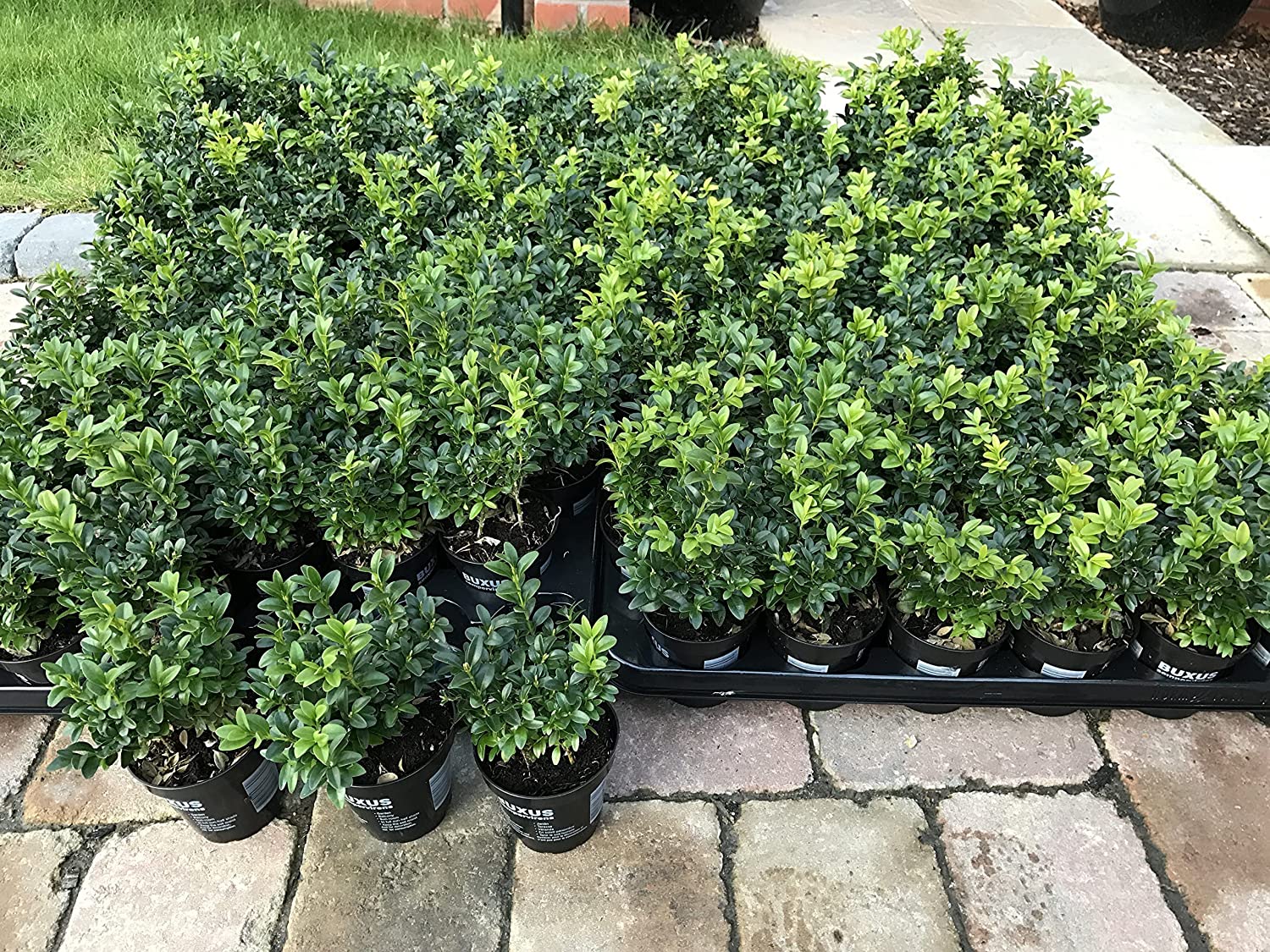 50 x Buxus Sempervirens (Box Hedging) Evergreen 15-25cm in 9cm Pot