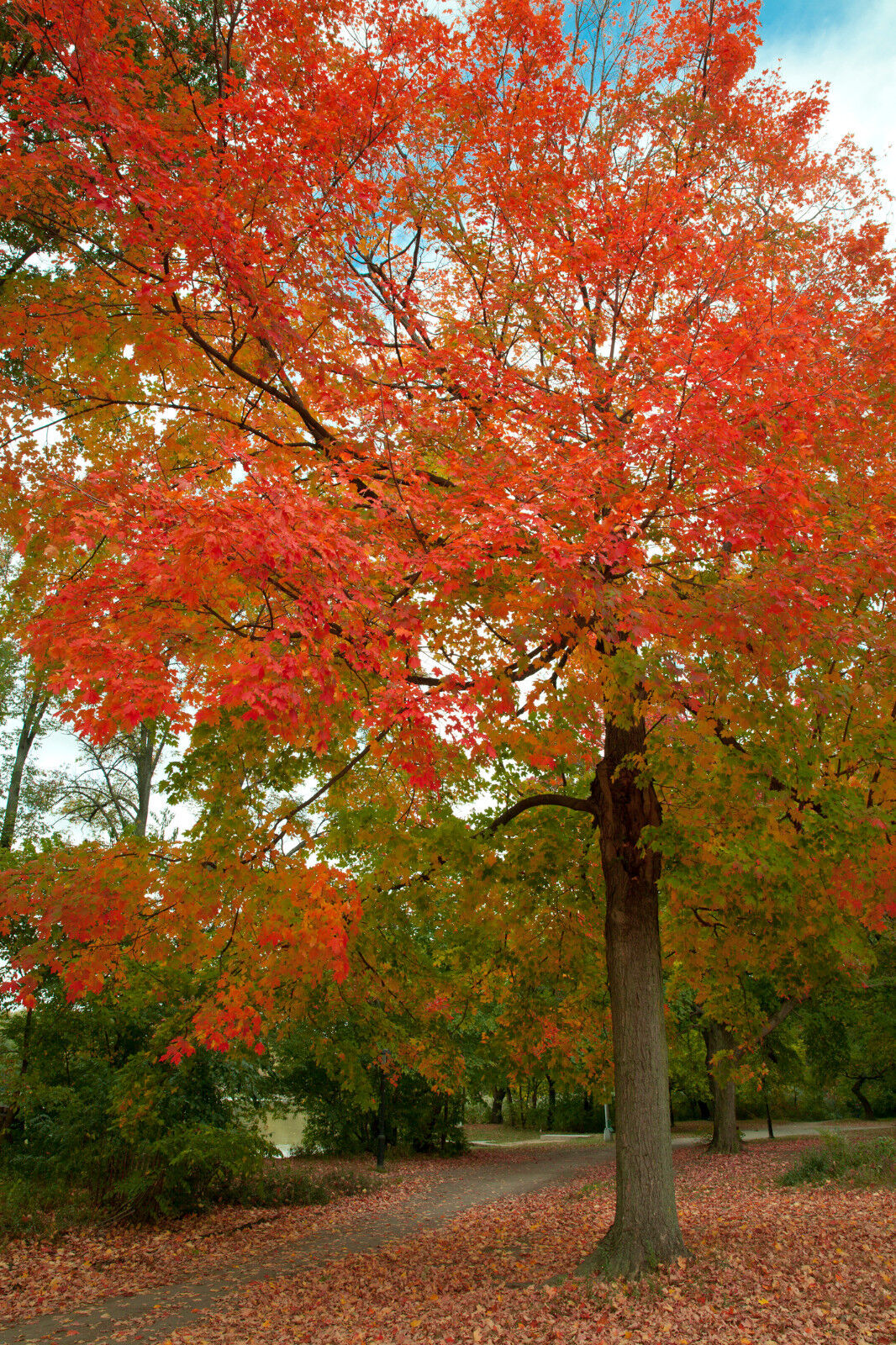 1 Acer rubrum / Red Maple 40-60cm Tall Tree, Stunning Autumn Colours