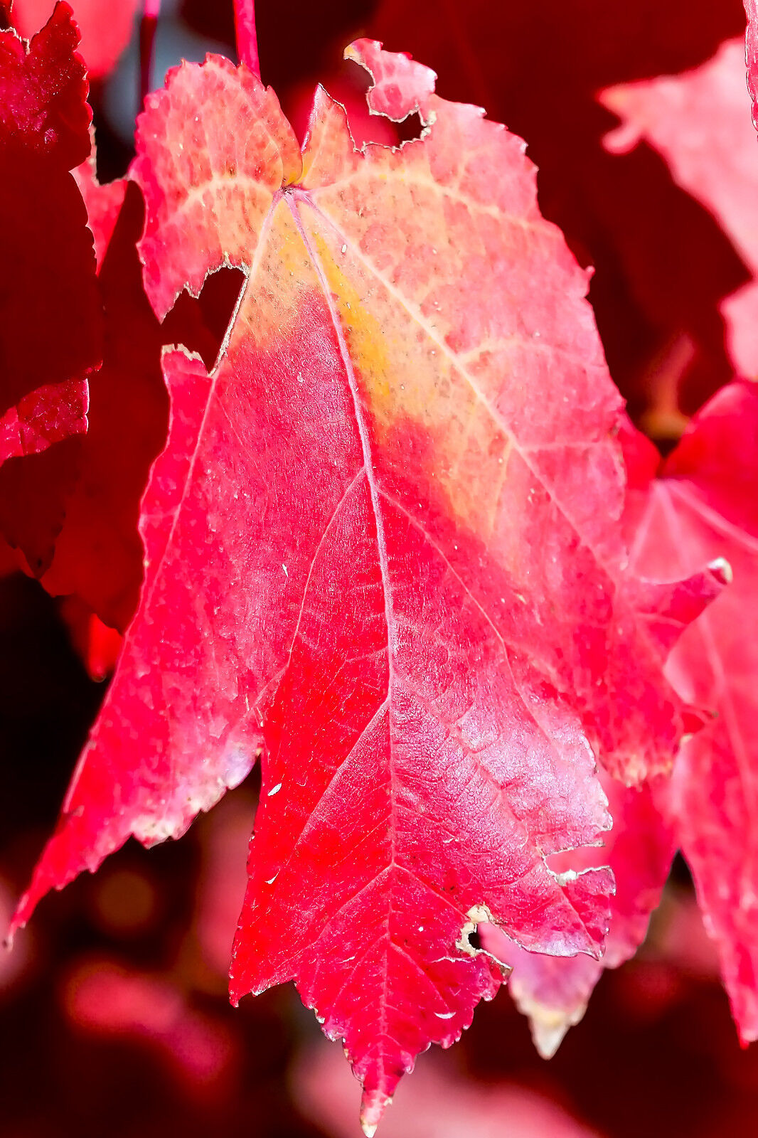 1 Acer rubrum / Red Maple 40-60cm Tall Tree, Stunning Autumn Colours