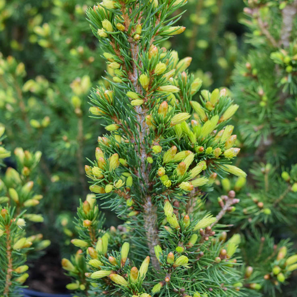 Picea glauca 'Daisy's White' Compact Evergreen Conifer Garden Plant | 9cm Pots