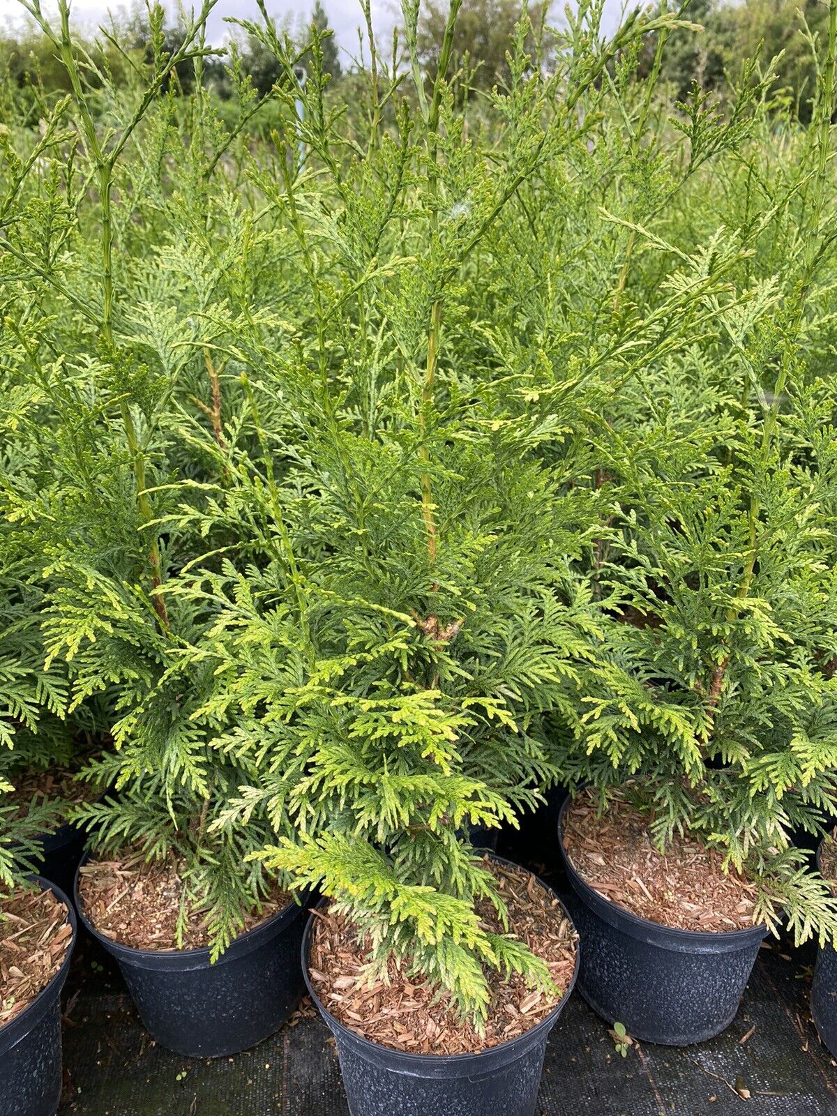 10X THUJA PLICATA GELDERLAND TREES, 50-70CM, EVERGREEN HEDGING CONIFER, 2 LT POT