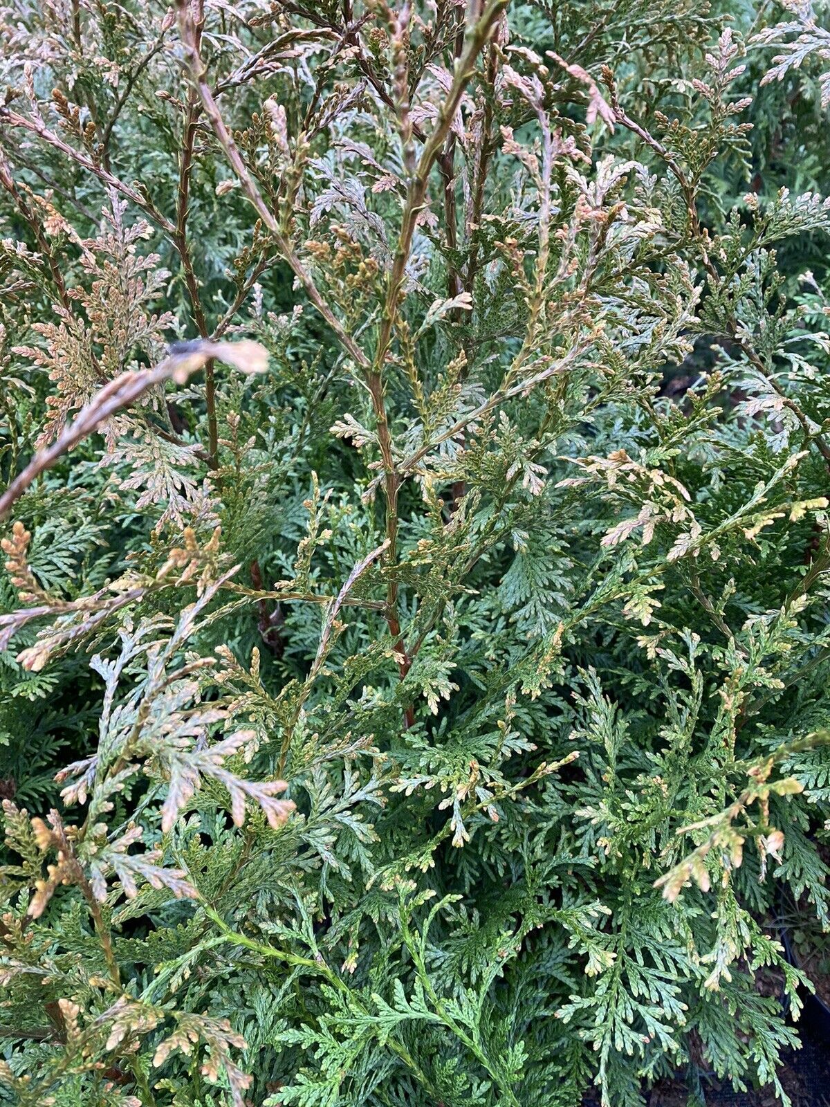 10X THUJA PLICATA GELDERLAND TREES, 50-70CM, EVERGREEN HEDGING CONIFER, 2 LT POT