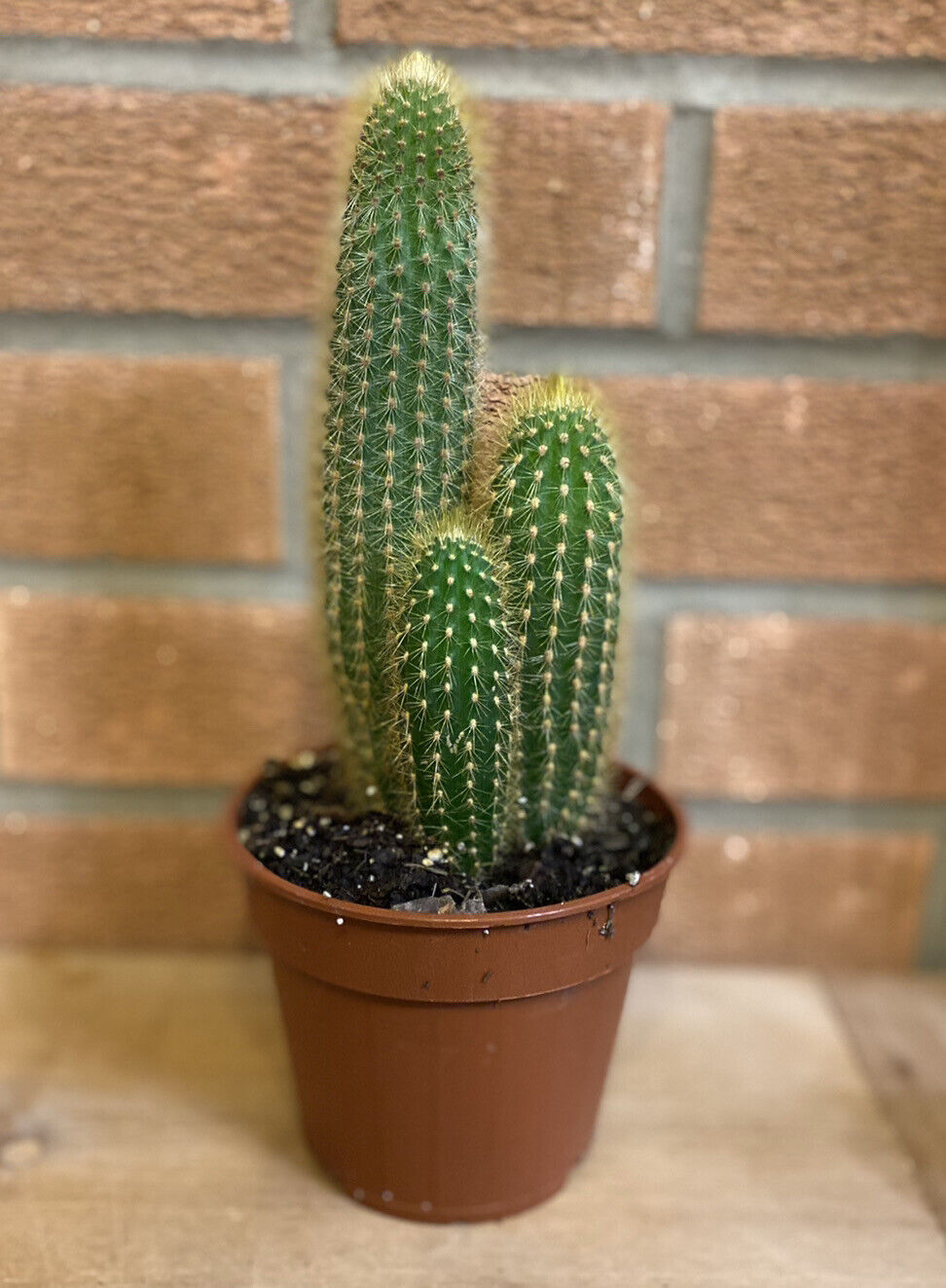 Large Weberbaurocereus Winterianus Cactus Home/indoors x1 tall 12cm cacti