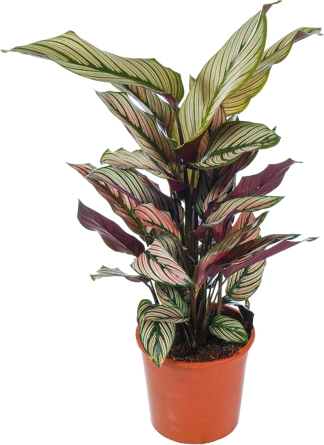 1 x Calathea White Star Indoor Potted Zebra Plant 30-40cm for Homes & Offices