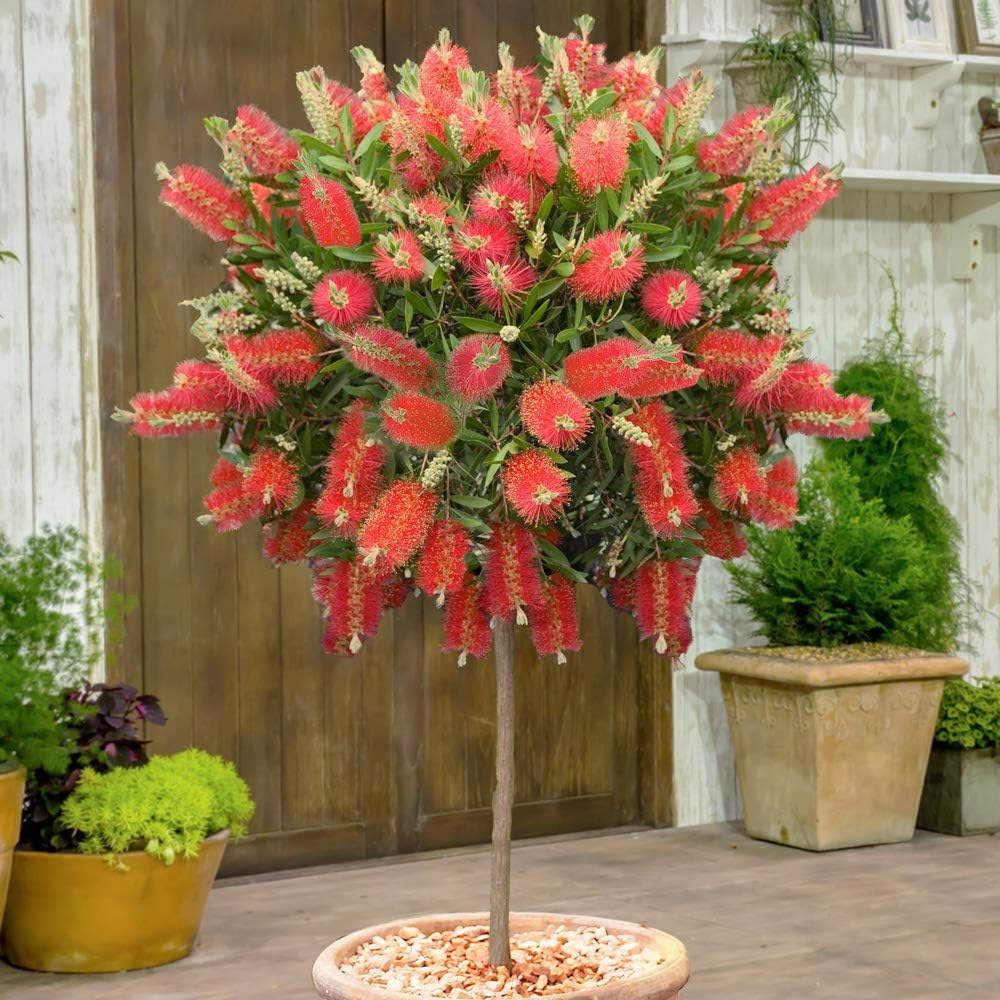 Callistemon Bottlebrush Plant 30cm Tall - Exotic Patio Plant for Gardens