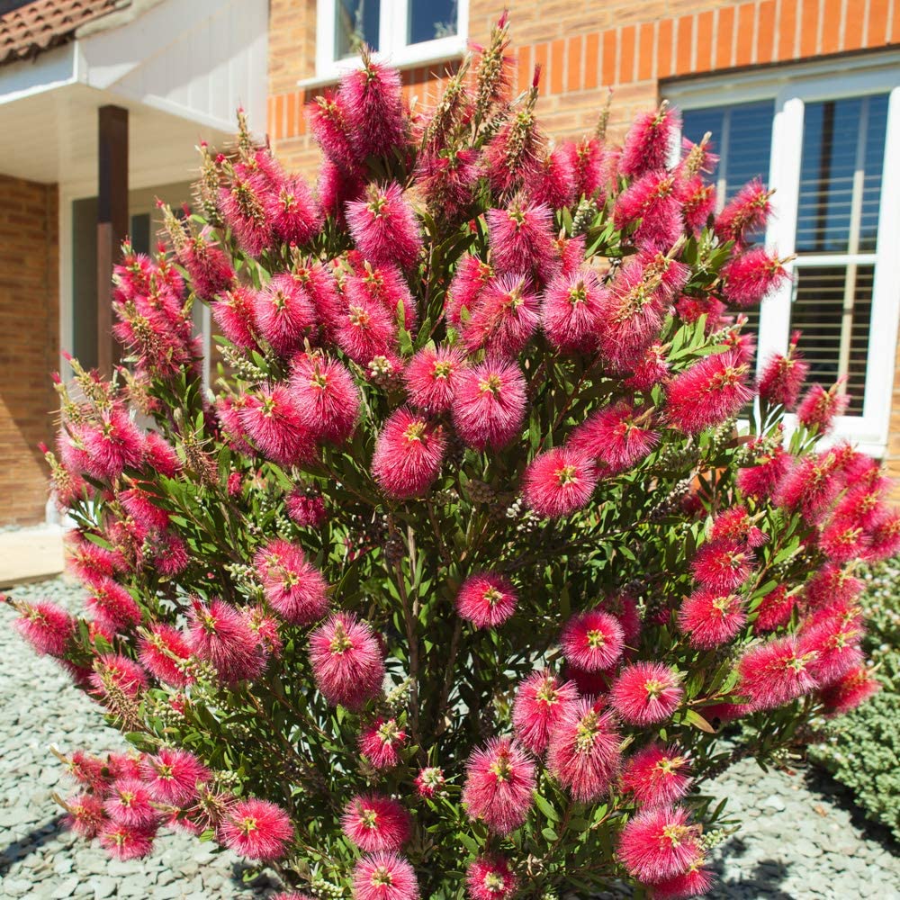 Callistemon Bottlebrush Plant 30cm Tall - Exotic Patio Plant for Gardens