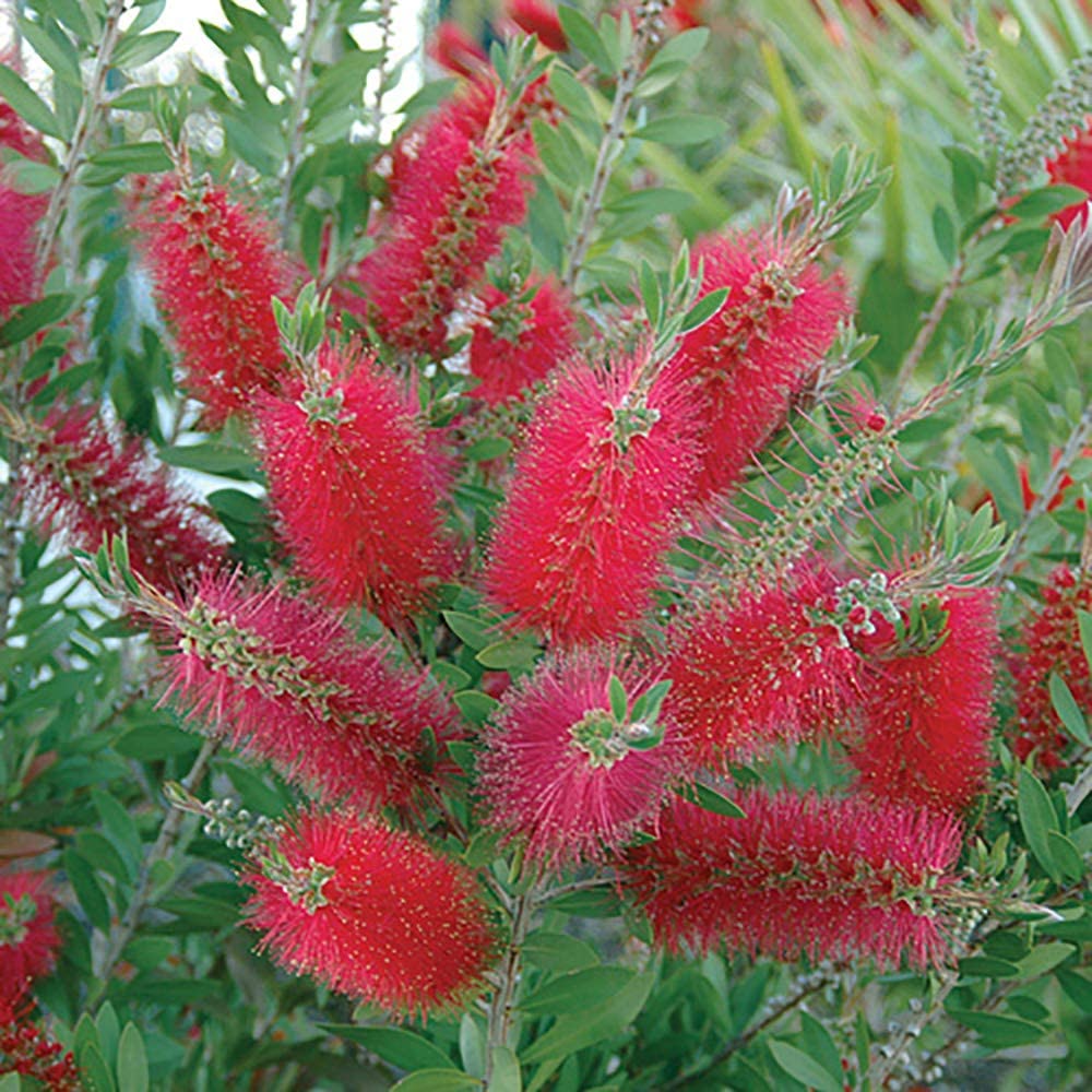 Callistemon Bottlebrush Plant 30cm Tall - Exotic Patio Plant for Gardens