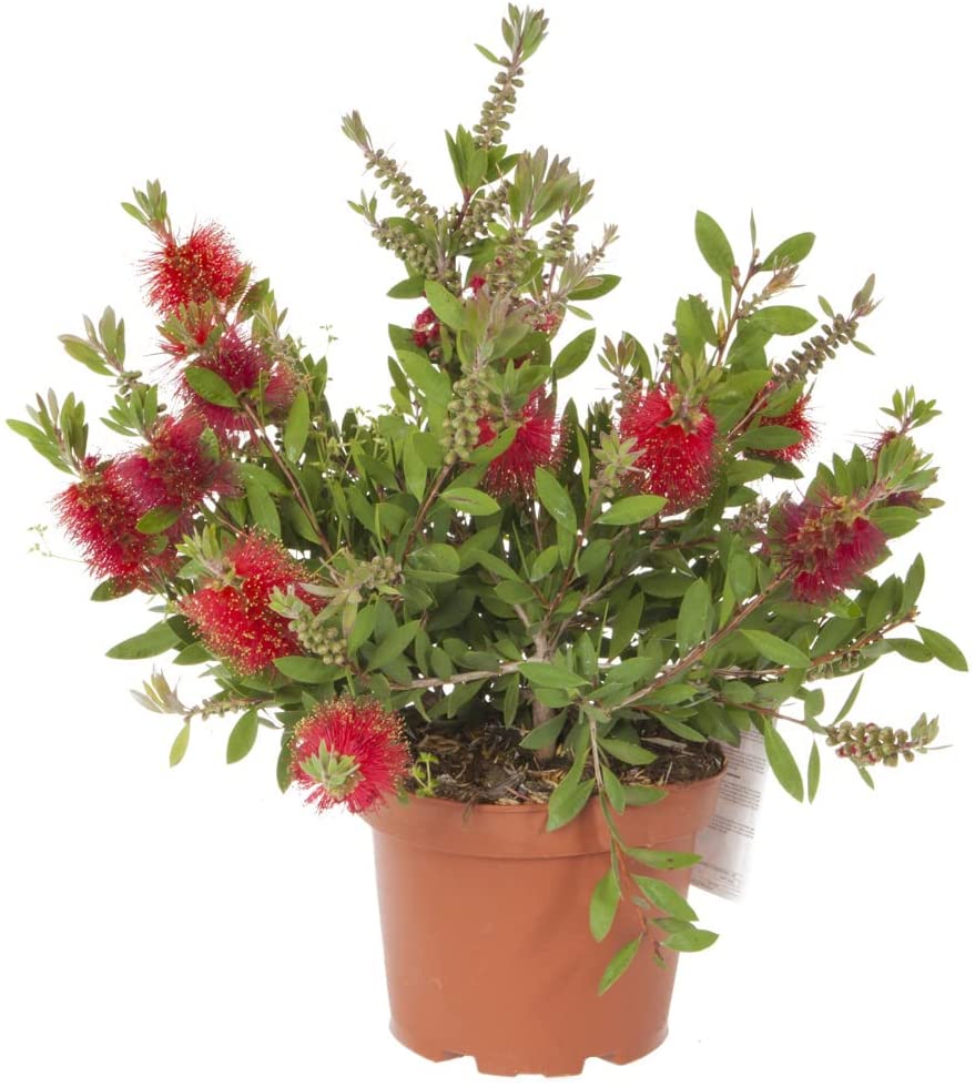 Callistemon Bottlebrush Plant 30cm Tall - Exotic Patio Plant for Gardens