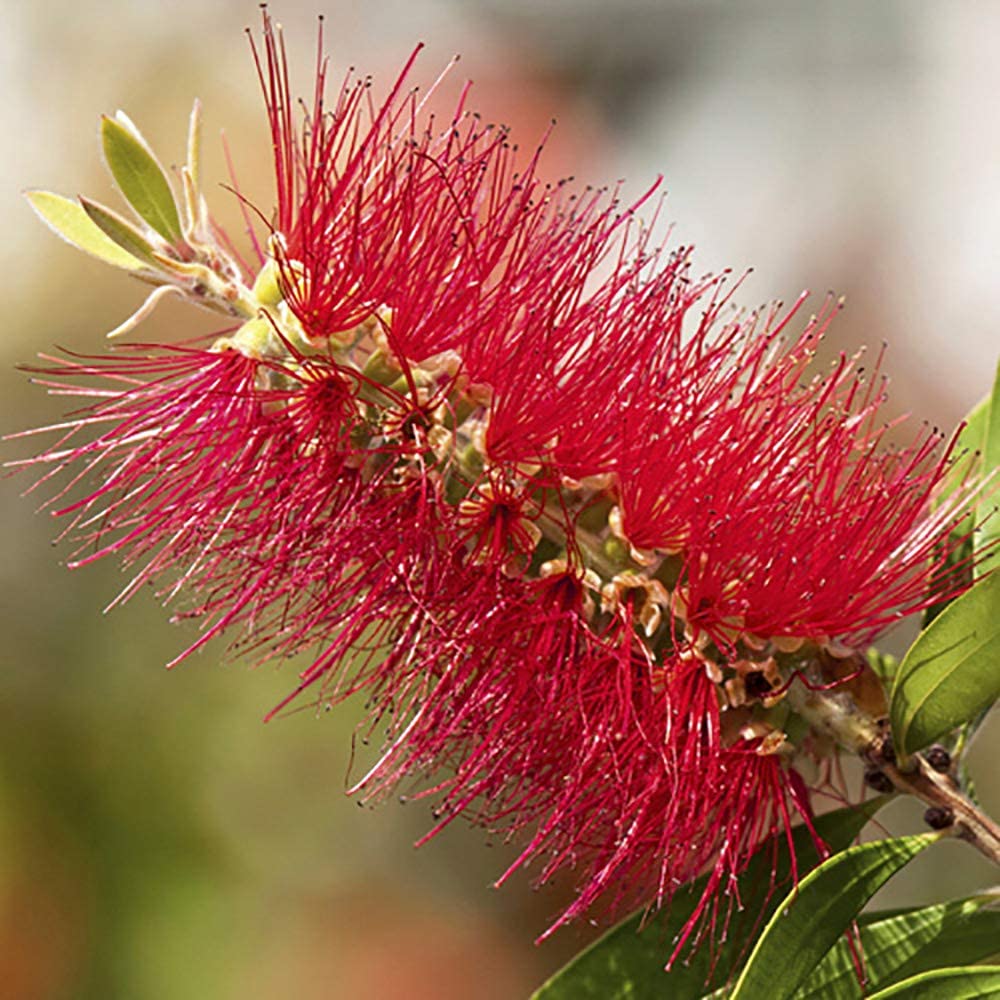 Callistemon Bottlebrush Plant 30cm Tall - Exotic Patio Plant for Gardens