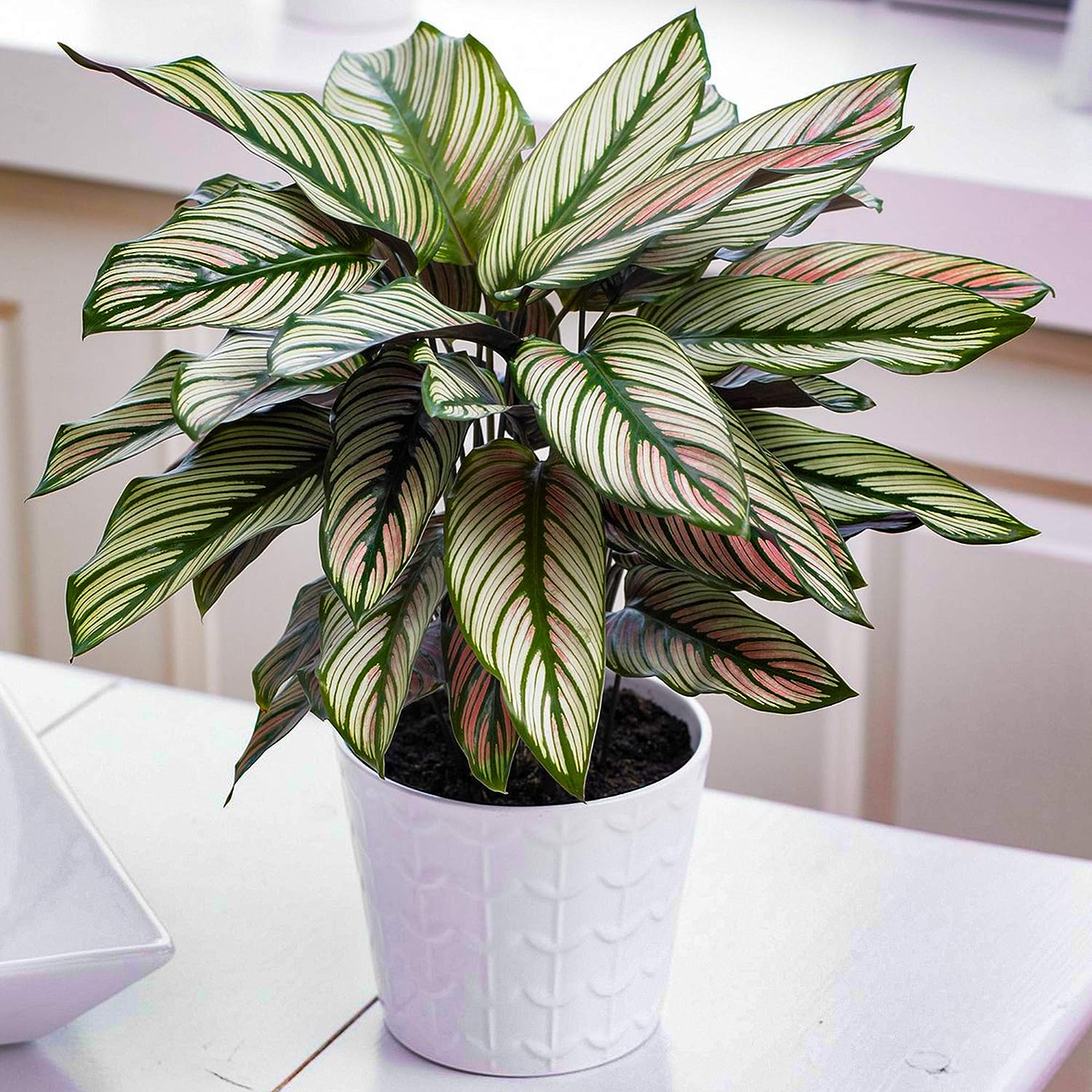 1 x Calathea White Star Indoor Potted Zebra Plant 30-40cm for Homes & Offices