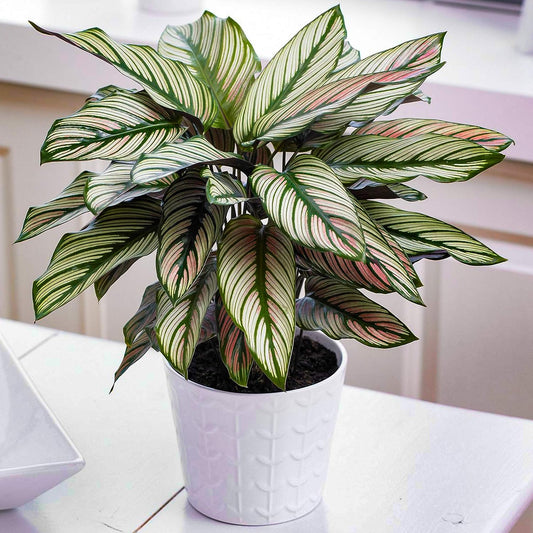 1 x Calathea White Star Indoor Potted Zebra Plant 30-40cm for Homes & Offices