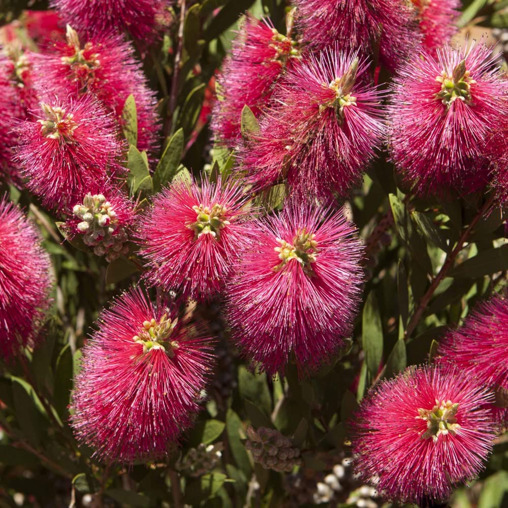 Callistemon Bottlebrush Plant 30cm Tall - Exotic Patio Plant for Gardens