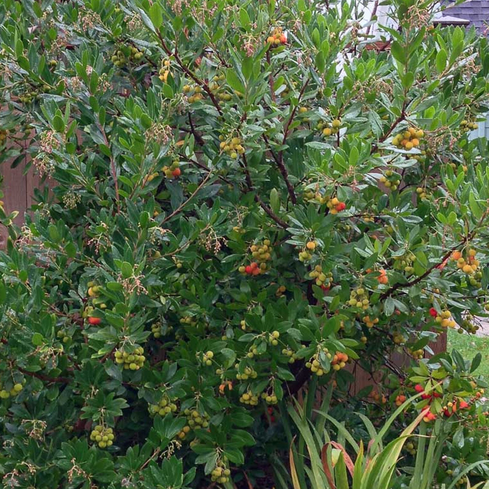 Arbutus unedo Compacta - Strawberry Tree | Vibrant Edible Garden Fruit Shrub