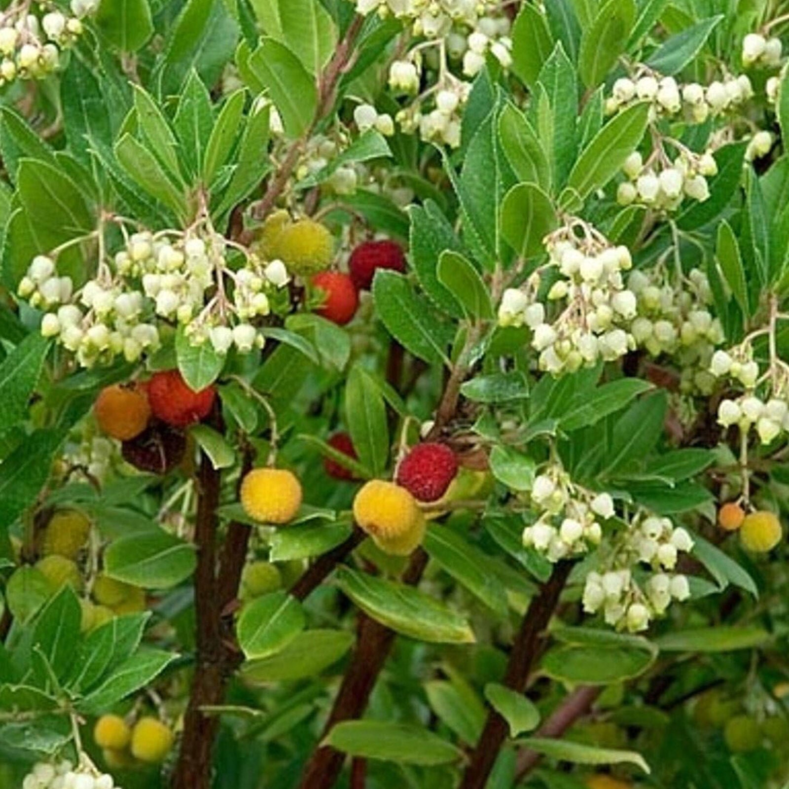 Arbutus unedo Compacta - Strawberry Tree | Vibrant Edible Garden Fruit Shrub