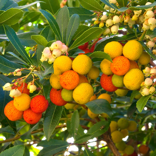 Arbutus unedo Compacta - Strawberry Tree | Vibrant Edible Garden Fruit Shrub