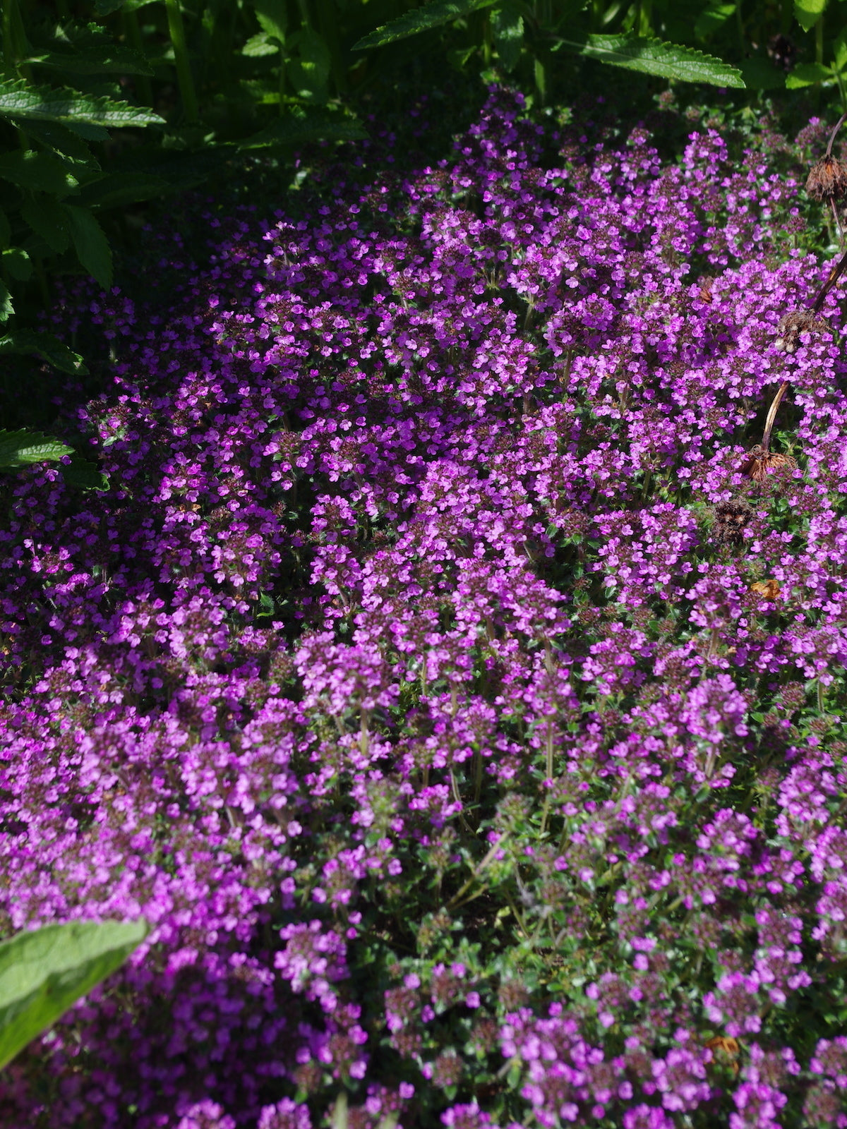 Creeping Thyme - Garden Plant Herb - Viable 20 Seeds