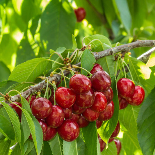 Potted Mini Dwarf Cherry Fruit Tree Ideal for Smaller Gardens 9cm Pot