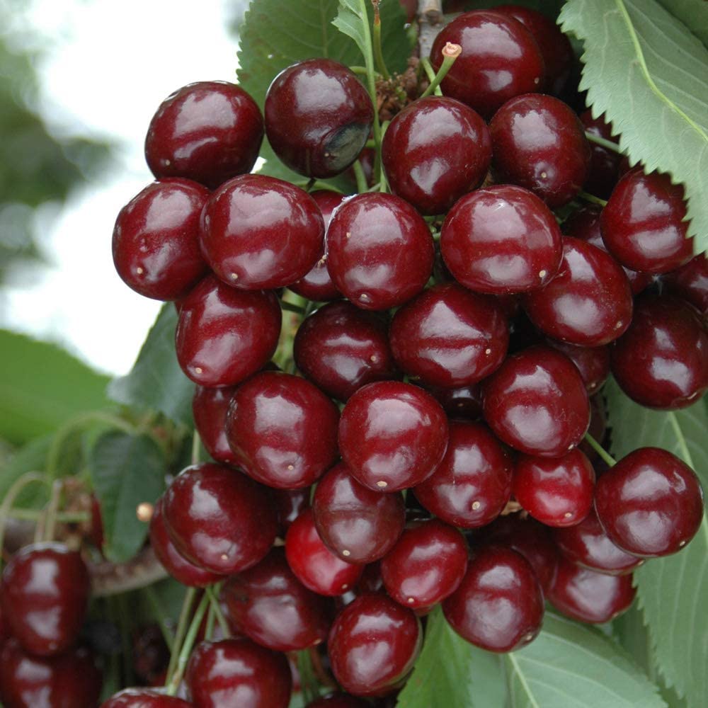 Compact Sweet Cherry Tree Bush Porthos - Established 50cm Tall Bush - Supplied in 3 Litre Pot - Ideal for Small Gardens