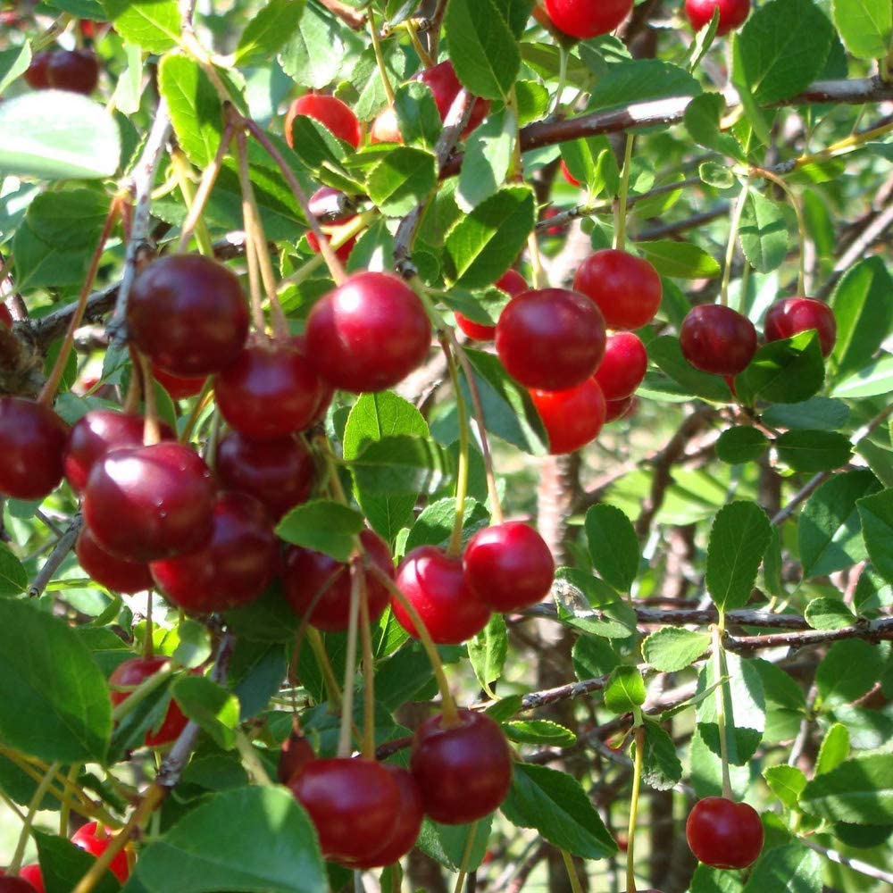 Compact Sweet Cherry Tree Bush Porthos - Established 50cm Tall Bush - Supplied in 3 Litre Pot - Ideal for Small Gardens