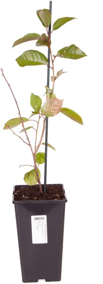 Compact Sweet Cherry Tree Bush Porthos - Established 50cm Tall Bush - Supplied in 3 Litre Pot - Ideal for Small Gardens