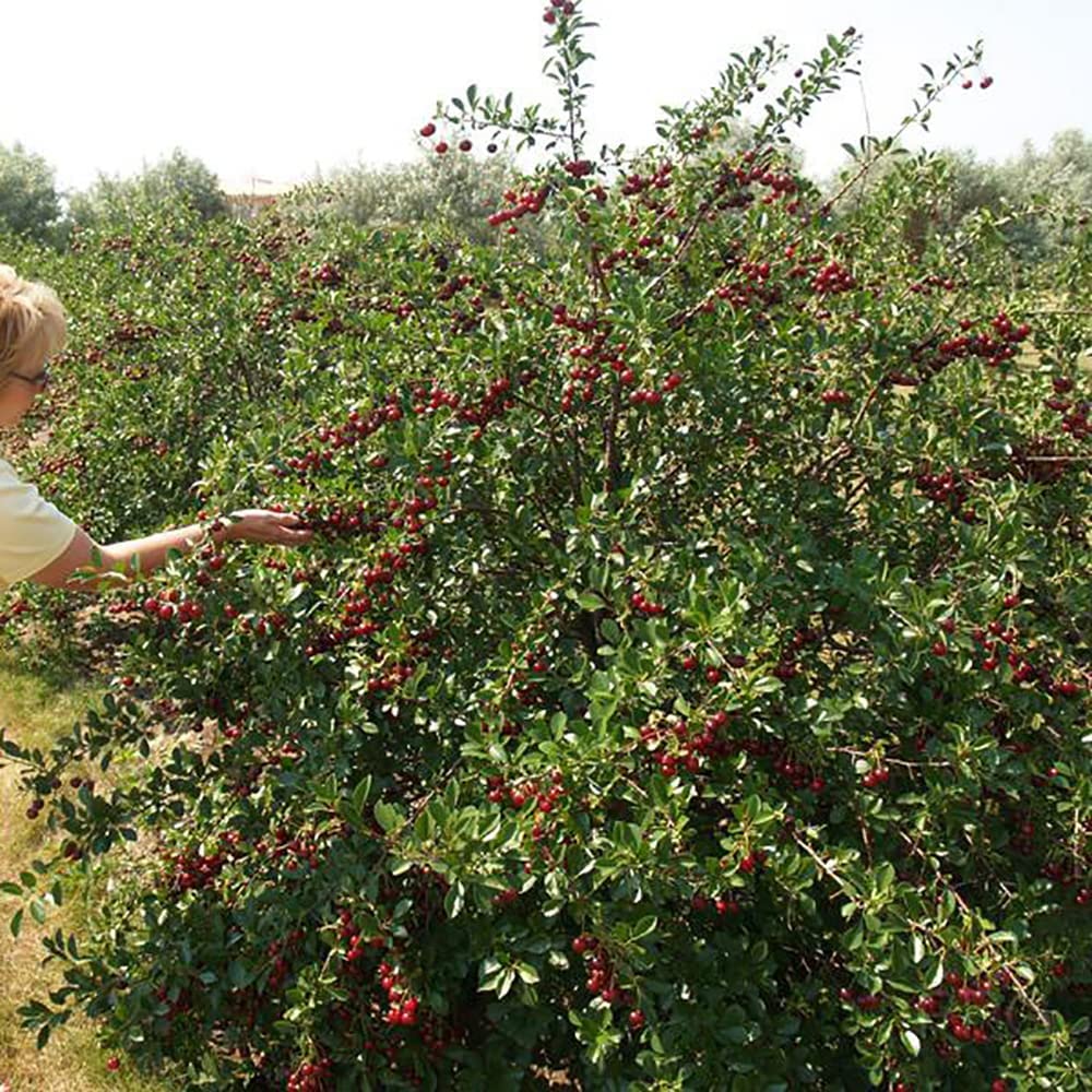 Compact Sweet Cherry Tree Bush Porthos - Established 50cm Tall Bush - Supplied in 3 Litre Pot - Ideal for Small Gardens