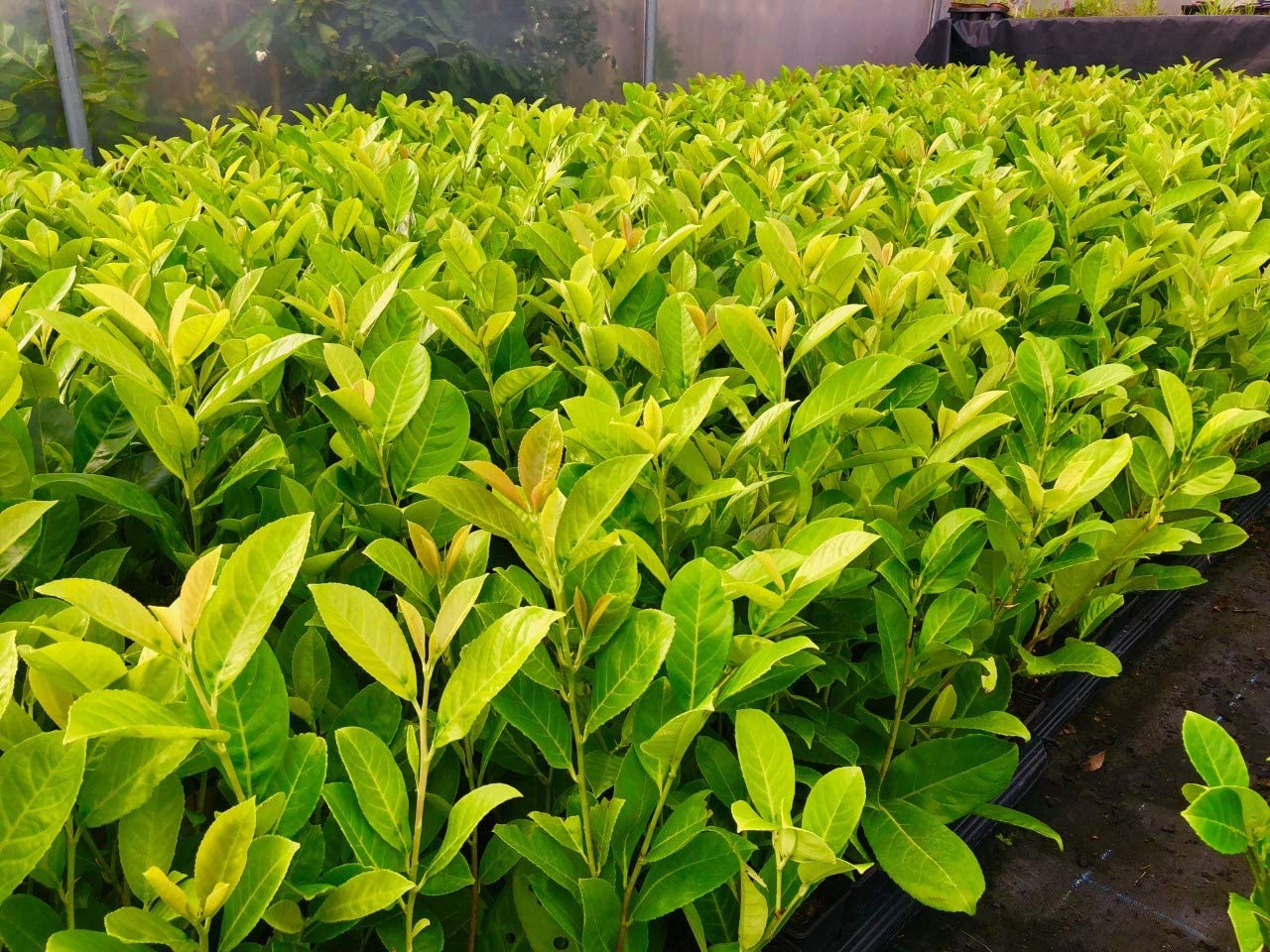 900 Cherry Laurel Hedging 30-45cm Tall Strong Evergreen Plants Supplied Potted Not Bareroot