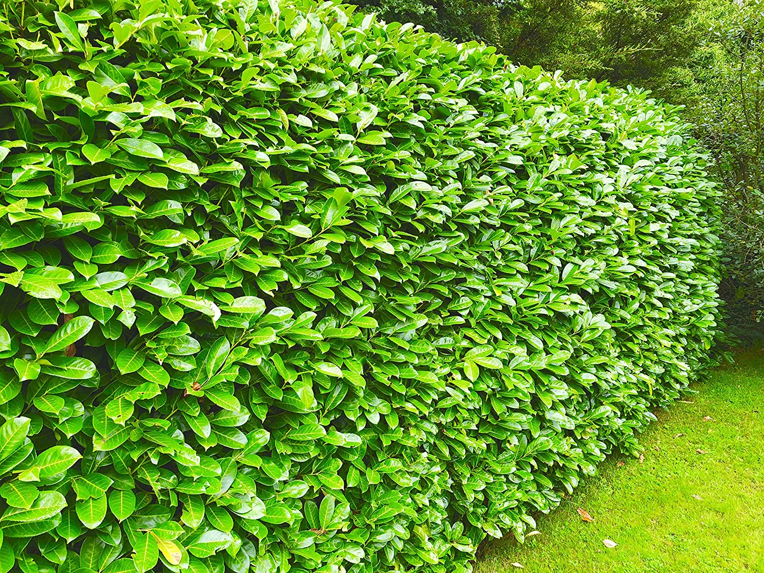 60× (35-50cm) tall Cherry Laurel Hedging  Strong Evergreen Plants Supplied Potted Not Bareroot