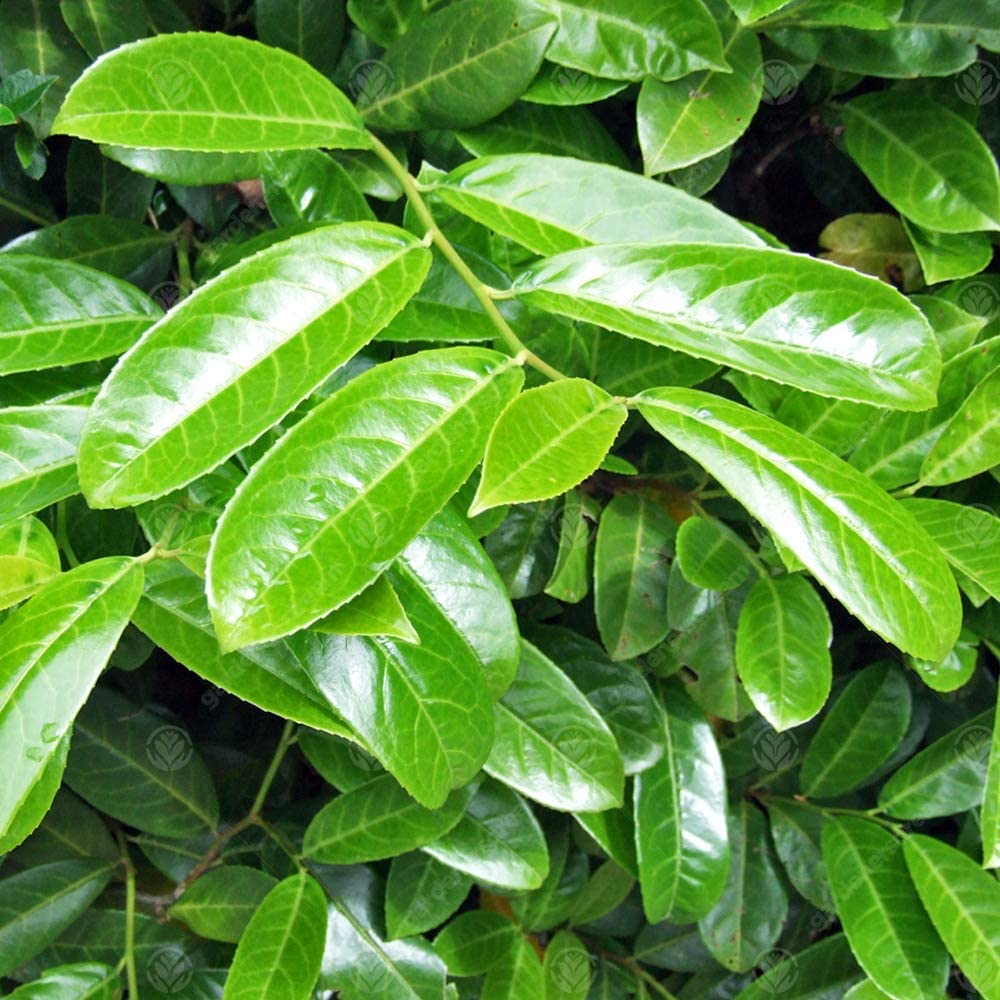 Prunus Rotundifolia 'Cherry Laurel' pot plants Hedge - Green Hedging, Tree, Plants | (30-60cm), 100 Plants