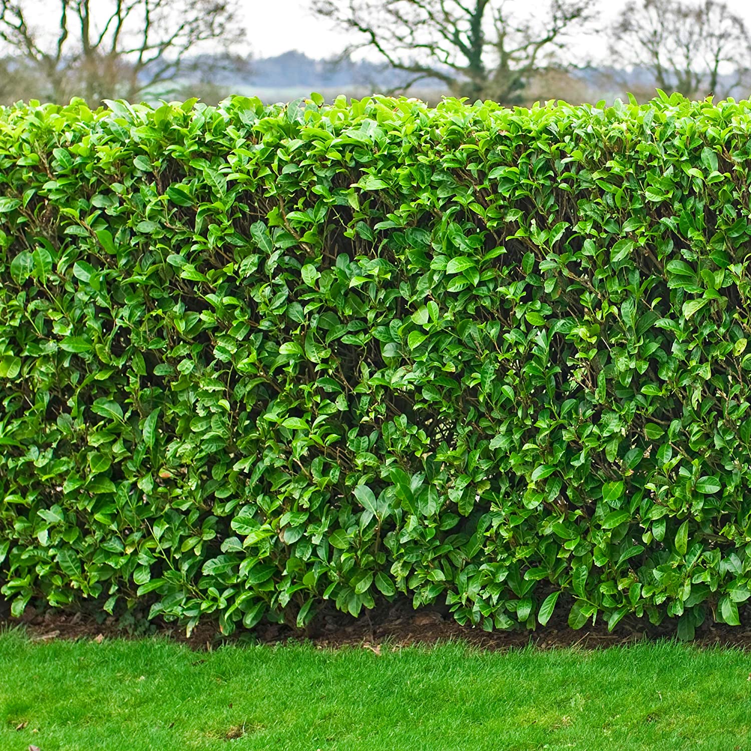 Prunus Rotundifolia 'Cherry Laurel' pot plants Hedge - Green Hedging, Tree, Plants | (30-60cm), 100 Plants