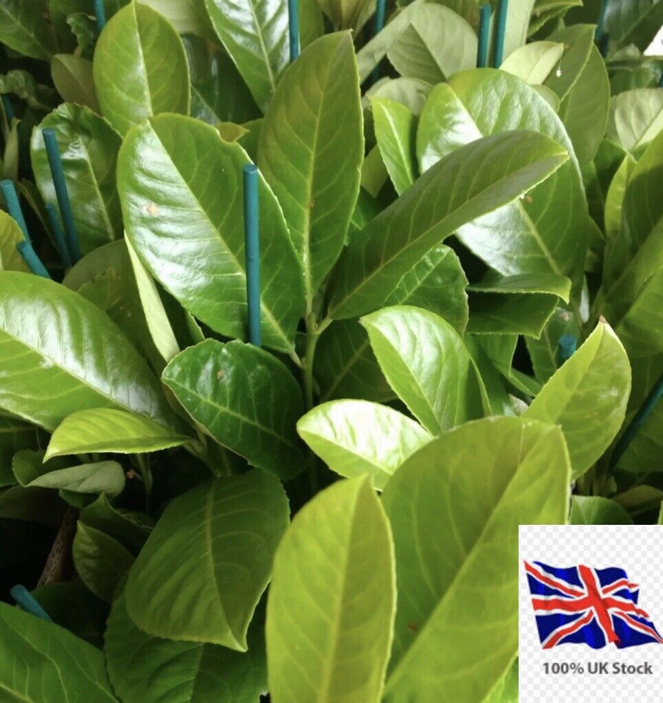 50 x cherry laurel hedging/tree seeds 50 seeds freshly harvested Evergreen