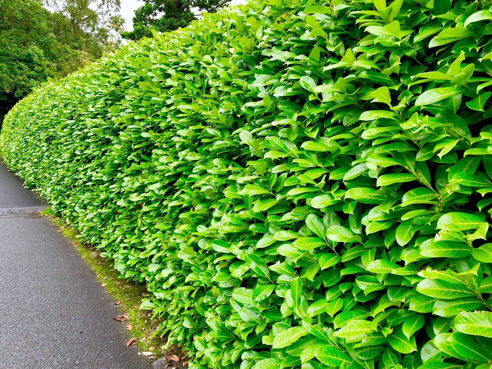 60×(3-4ft) tall Cherry Laurel Hedging  Evergreen Plants Multi Stem A+ 3 Litre Pots