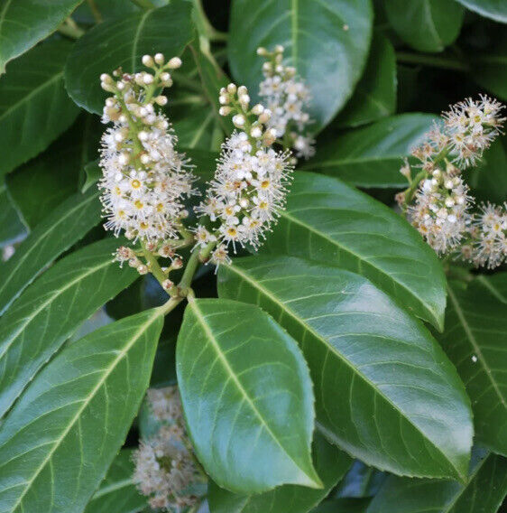 50 x cherry laurel hedging/tree seeds 50 seeds freshly harvested Evergreen