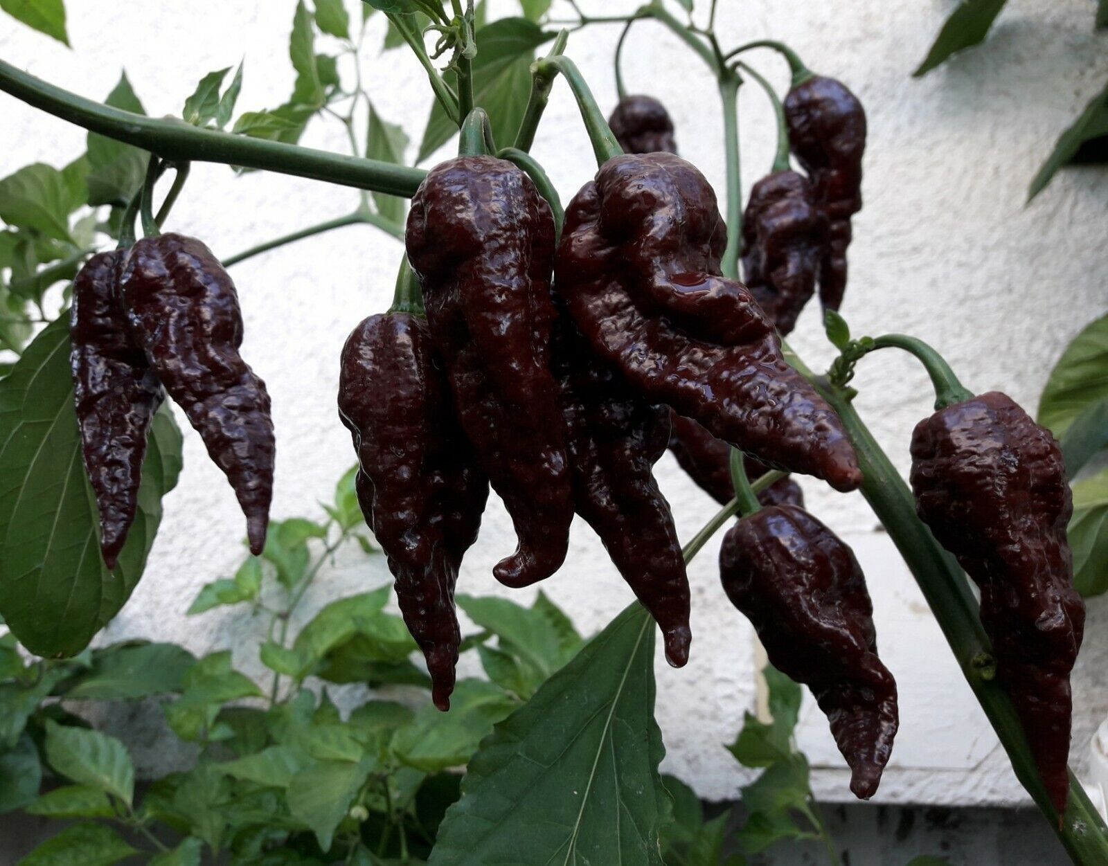 Chocolate Naga Jolokia Chilli Seeds - Bhut Jolokia - Ghost Chilli