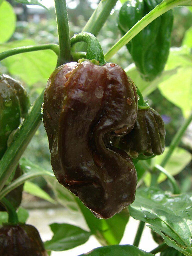 Chocolate Naga Jolokia Chilli Seeds - Bhut Jolokia - Ghost Chilli