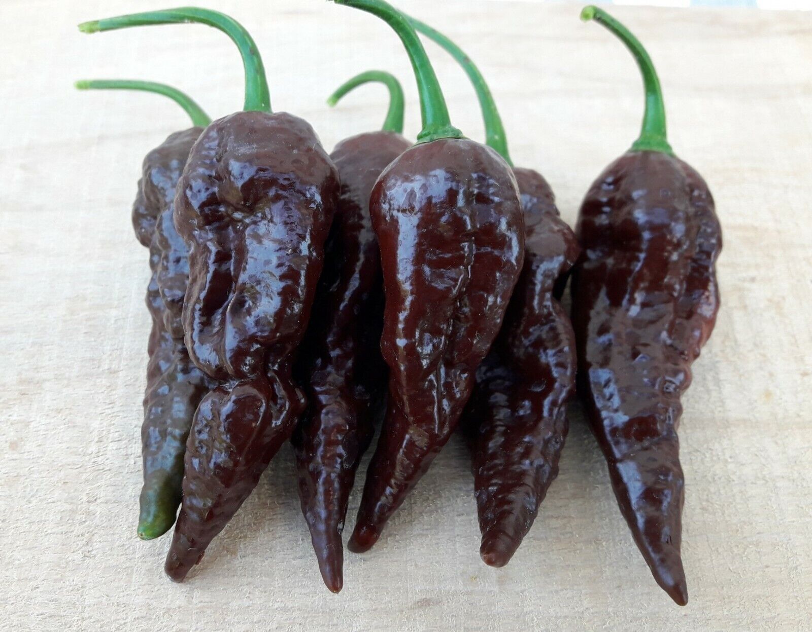 Chocolate Naga Jolokia Chilli Seeds - Bhut Jolokia - Ghost Chilli