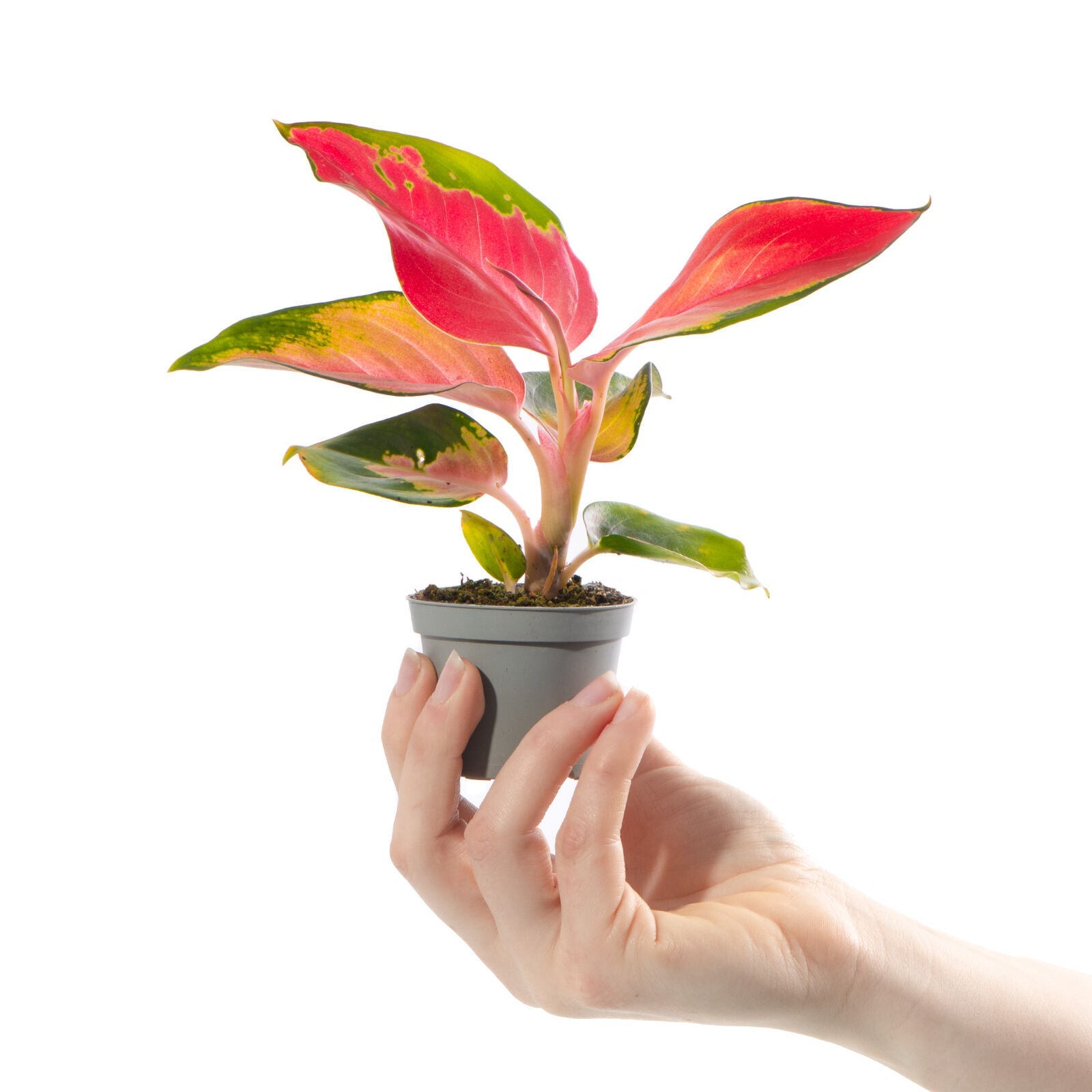 Baby Chinese Evergreen Plant Aglaonema Red Zirkon Indoor Gift Houseplant Small