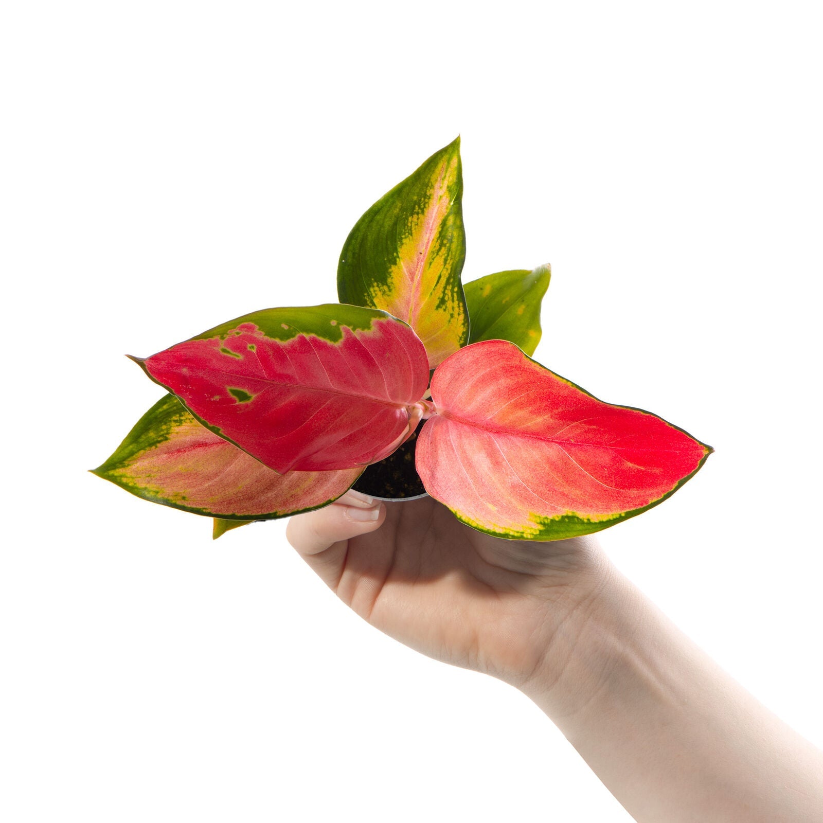 Baby Chinese Evergreen Plant Aglaonema Red Zirkon Indoor Gift Houseplant Small